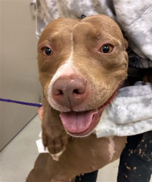 BELLA - Terrier available for adoption