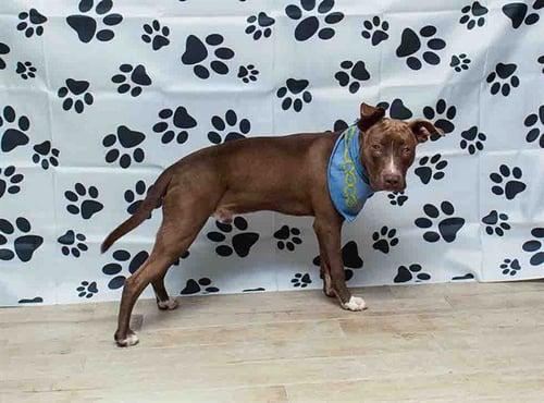 REED - American Pit Bull Terrier available for adoption