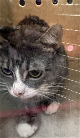 TURBO - Domestic Short Hair available for adoption