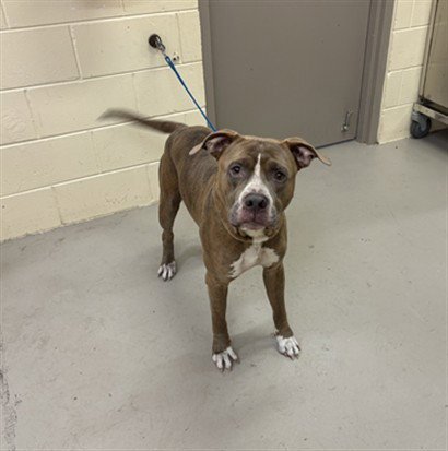 DALLAS - American Bulldog available for adoption