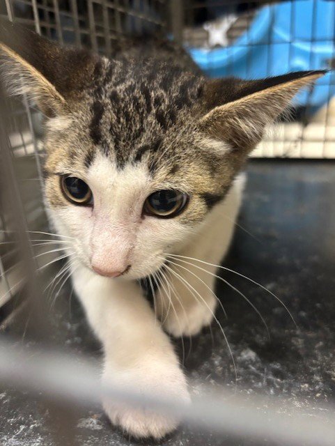 DOBBY - Domestic Short Hair available for adoption