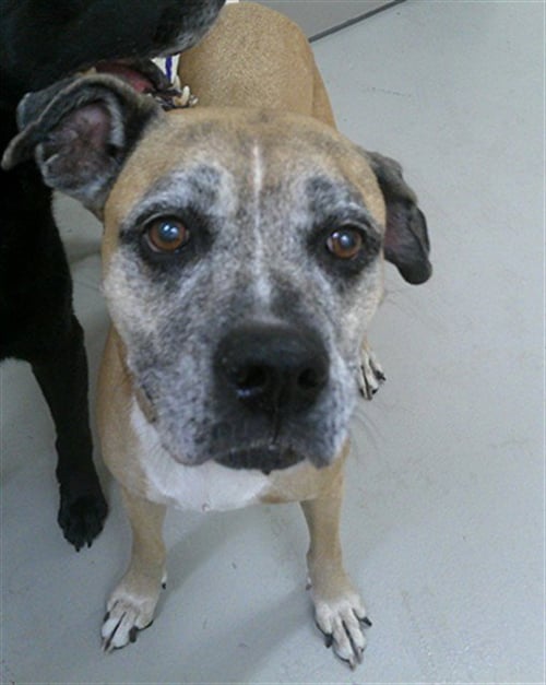 CHLOE - Boxer available for adoption