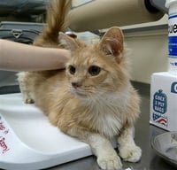 SIMBA - Photo 1