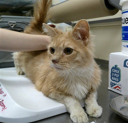 SIMBA - Domestic Long Hair available for adoption