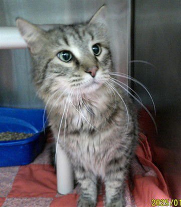 MOOCH - Domestic Long Hair available for adoption