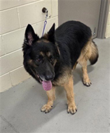CHAMP - German Shepherd Dog available for adoption