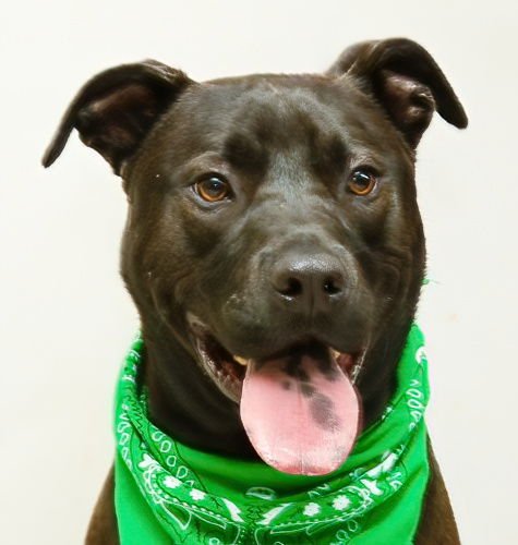 ORION - Labrador Retriever available for adoption