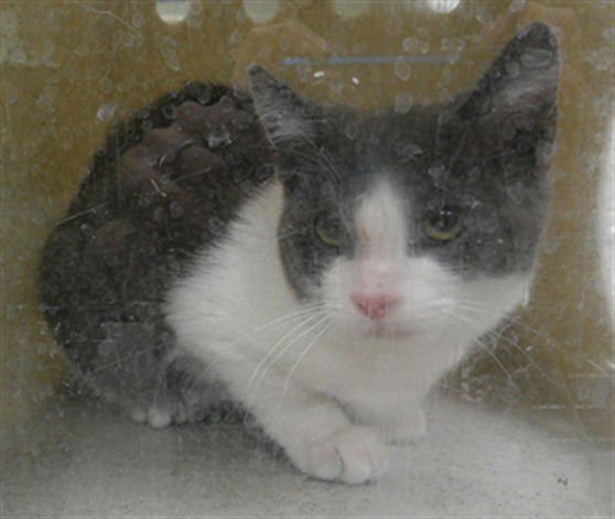 VEGETA - Domestic Short Hair available for adoption