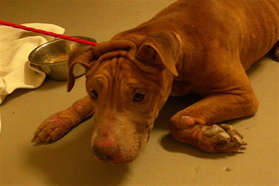 HAMILTON - Terrier available for adoption