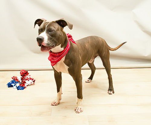 BARK TWAIN - Terrier available for adoption