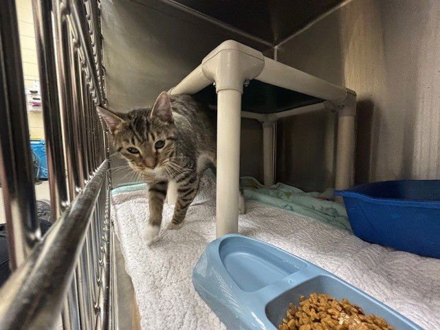 JUNE - Domestic Short Hair available for adoption