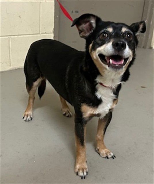 WANDER - Chihuahua / Cardigan Welsh Corgi available for adoption