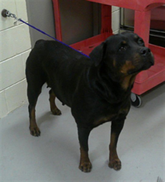 AKILA - Rottweiler available for adoption