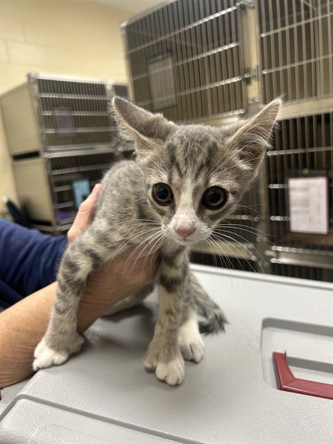 RAY - Domestic Short Hair available for adoption