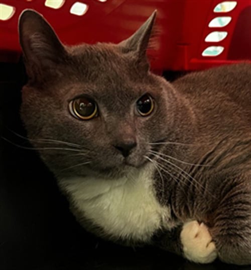 SHADOW - Domestic Short Hair available for adoption