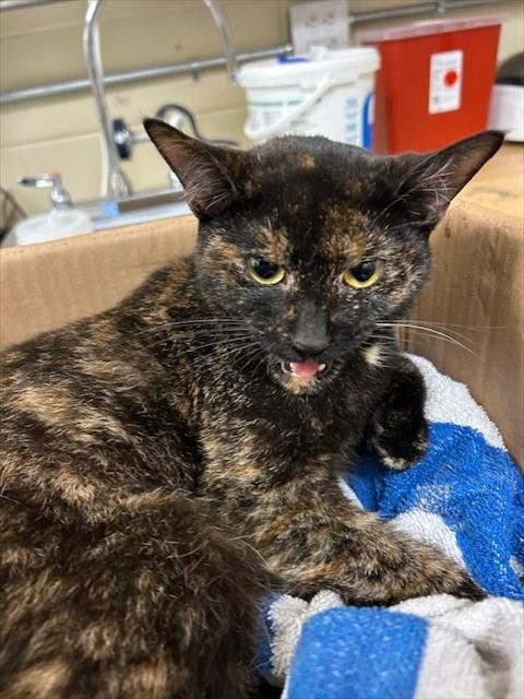 JELLY BELLY - Domestic Short Hair available for adoption