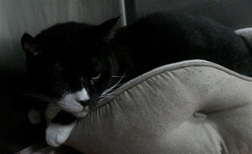KIT - Domestic Short Hair available for adoption