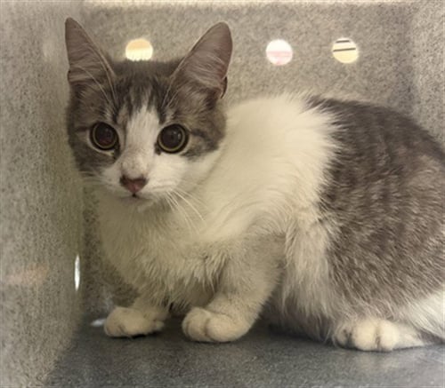 WORKING CAT - Domestic Short Hair available for adoption