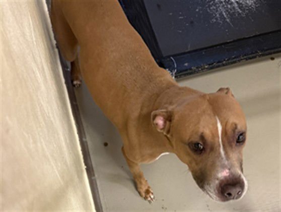 DAISY - Terrier available for adoption