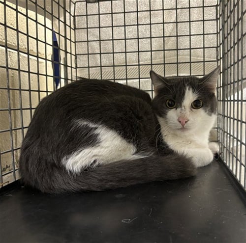 LITTLE GIRL - Domestic Short Hair available for adoption