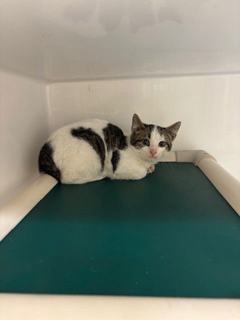 TOPAZ - Domestic Short Hair available for adoption