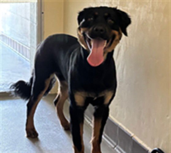 TUFFY - Rottweiler / Bernese Mountain Dog available for adoption