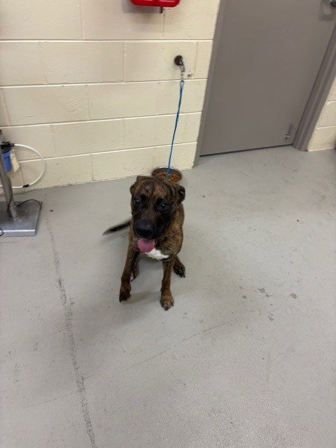 FIADH - Terrier available for adoption