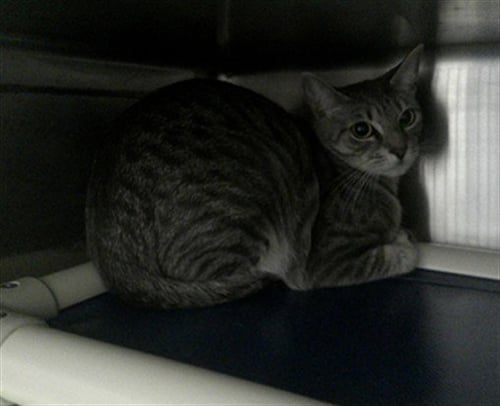 DAHLIA - Domestic Short Hair available for adoption