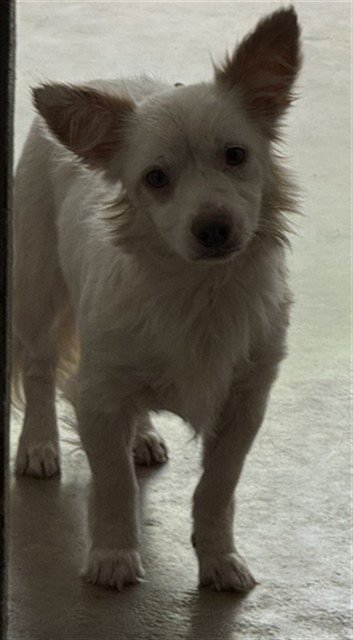 AGAPE - Maltese / Chihuahua available for adoption