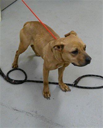 ARIA - Staffordshire Bull Terrier available for adoption