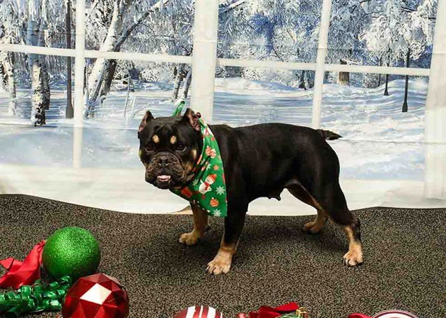 VELMA - Bulldog available for adoption