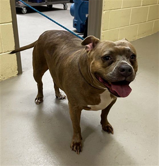 NALA (KANGA) - Staffordshire Bull Terrier available for adoption