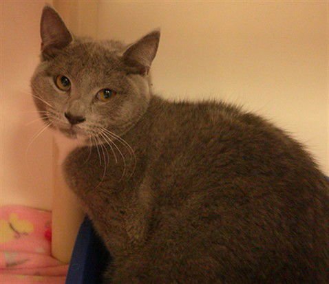 WOODPECKER - Domestic Short Hair available for adoption