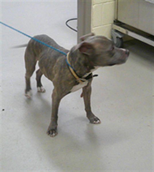 SULLY - Terrier available for adoption