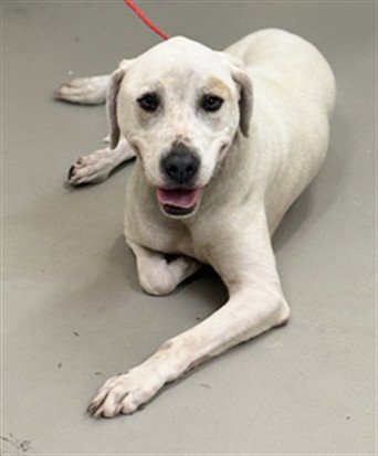 KNOBE - Labrador Retriever available for adoption
