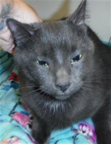 KITTEN - Domestic Short Hair available for adoption