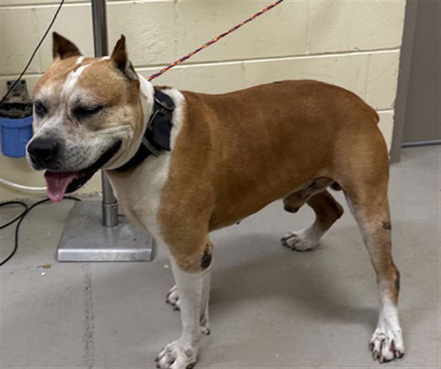 ROCK - Terrier available for adoption