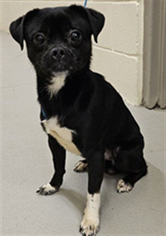 DANNY - Pug / Chihuahua available for adoption