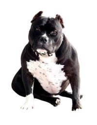 Ruxpin - Photo 3