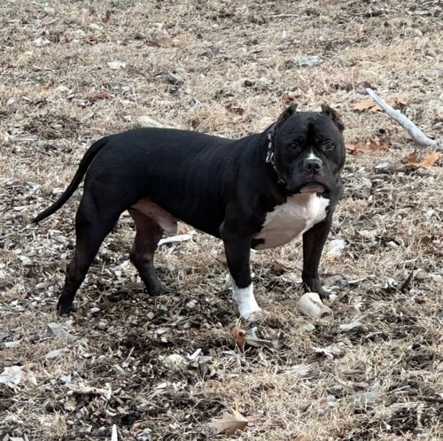 RUXPIN - American Pit Bull Terrier available for adoption