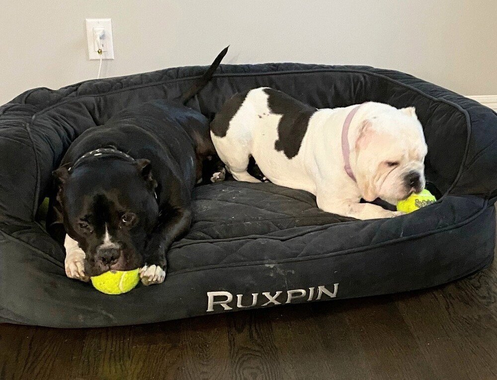 Ruxpin Image