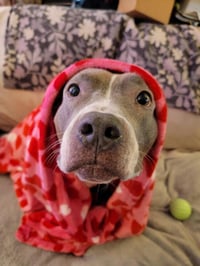 Smoochie - LIFETIME EXPENSES COVERED - Photo 4