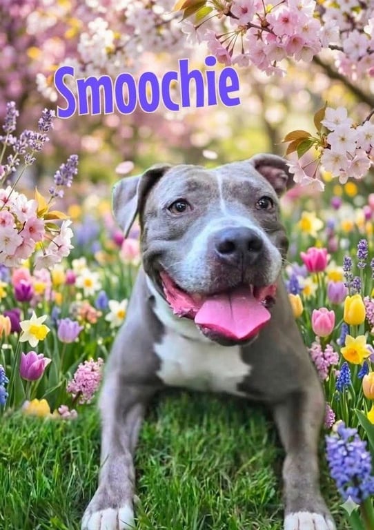 Smoochie - LIFETIME EXPENSES COVERED Image