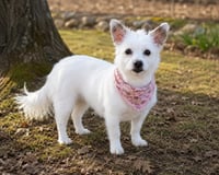 Sweet Pea - Photo 2