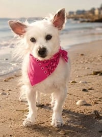 Sweet Pea - Photo 1
