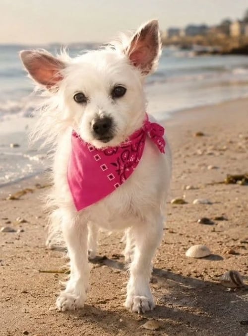 SWEET PEA - Chihuahua / Yorkshire Terrier Yorkie for adoption in Newark