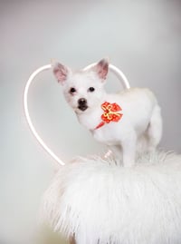 Sweet Pea - Photo 4