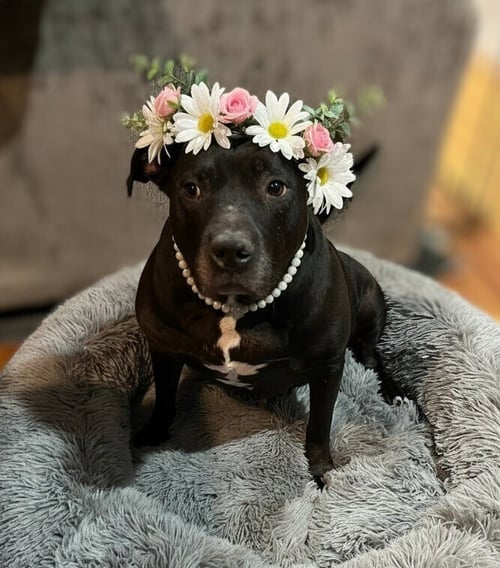 CHYNA - - American Pit Bull Terrier / American Staffordshire Terrier for adoption in Newark