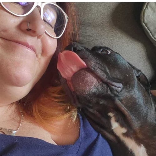 CHYNA - - American Pit Bull Terrier / American Staffordshire Terrier available for adoption