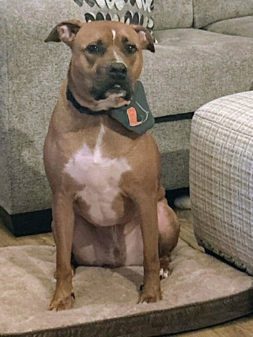 HENRY - Pit Bull Terrier available for adoption
